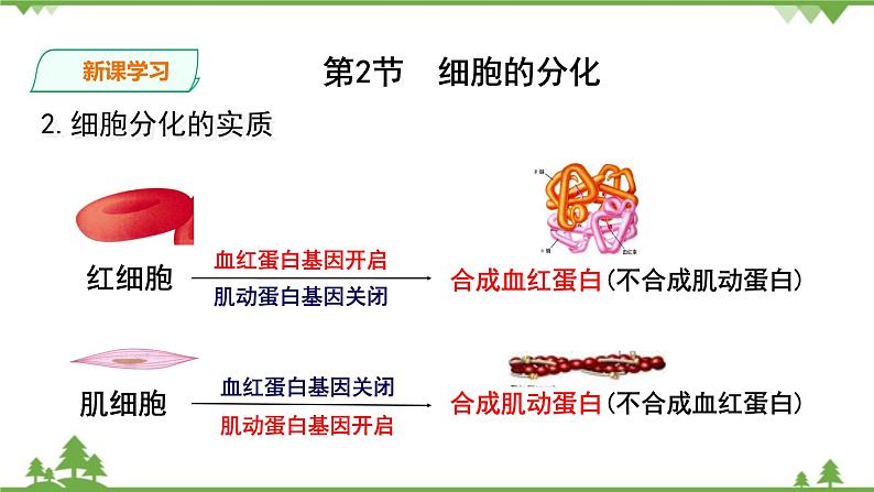 人教版生物必修一6.2《细胞的分化》PPT课件+教学设计+同步练习08