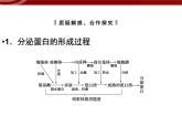 高效课堂同步课件：3-2-2细胞器──系统内的分工（必修1）