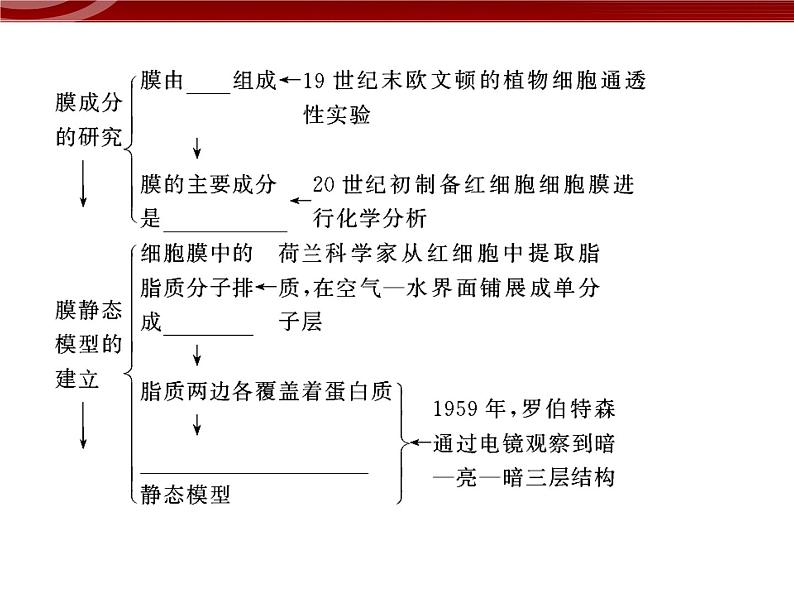 高效课堂同步课件：4-2生物膜的流动镶嵌模型（必修1）05