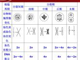 高效课堂同步课件：6章末整合《细胞的生命历程》（必修1）