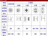 高效课堂同步课件：6章末整合《细胞的生命历程》（必修1）