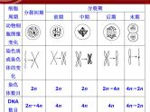 高效课堂同步课件：6章末整合《细胞的生命历程》（必修1）