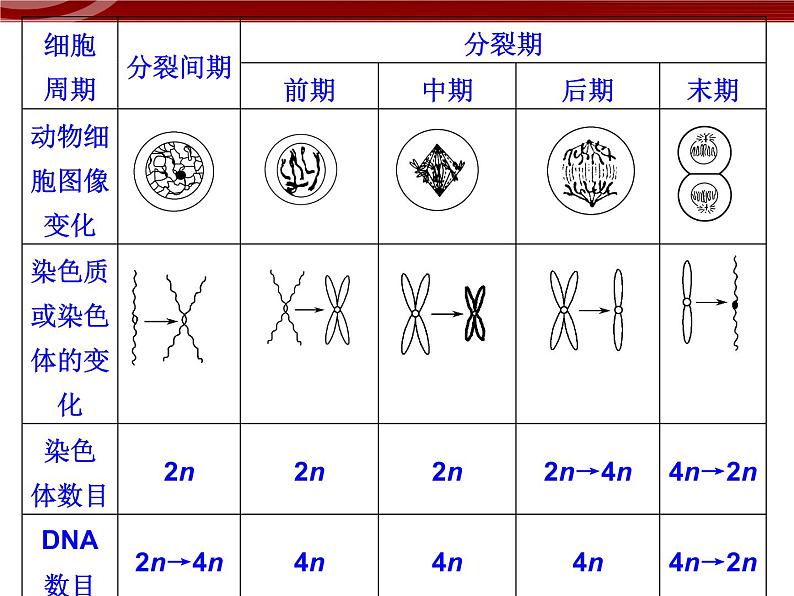 高效课堂同步课件：6章末整合《细胞的生命历程》（必修1）04