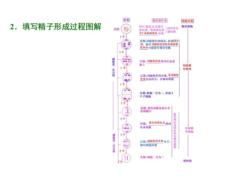 复习课件必修二：减数分裂与受精作用第2页