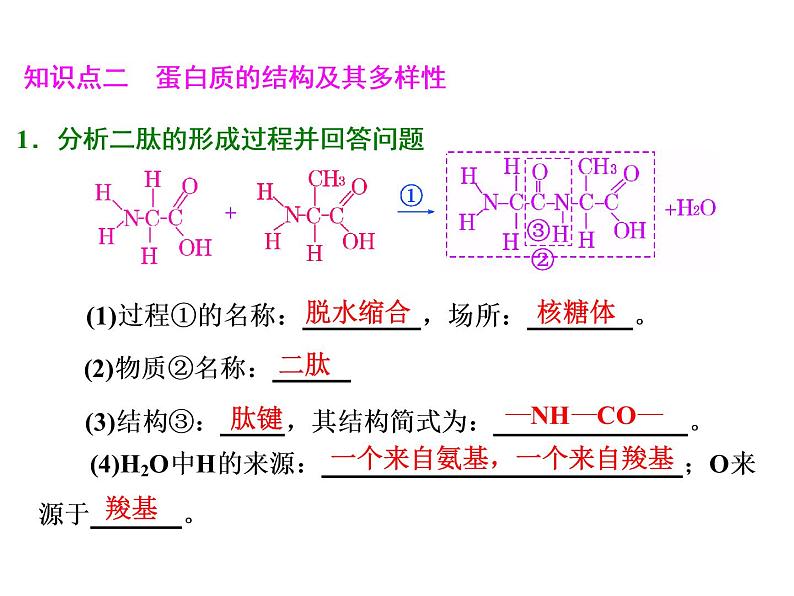 复习课件必修一：生命活动的主要承担者——蛋白质第4页