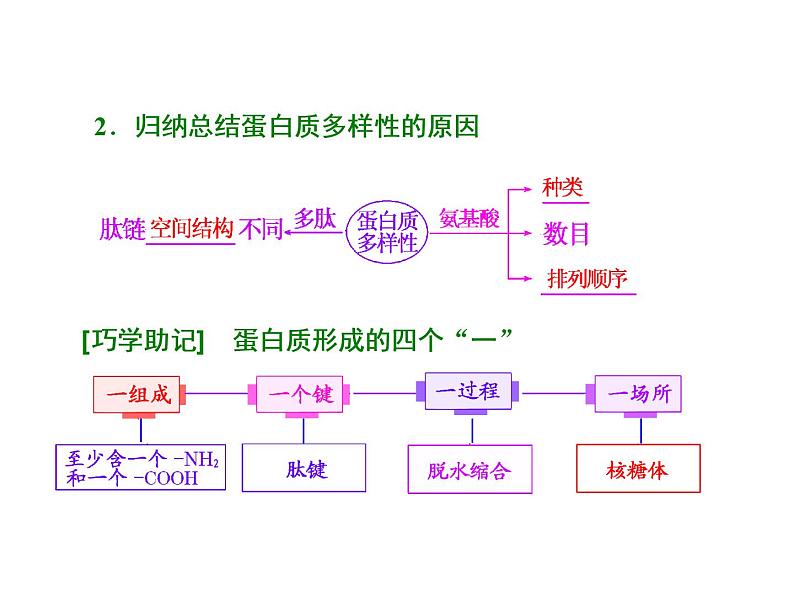 复习课件必修一：生命活动的主要承担者——蛋白质第5页