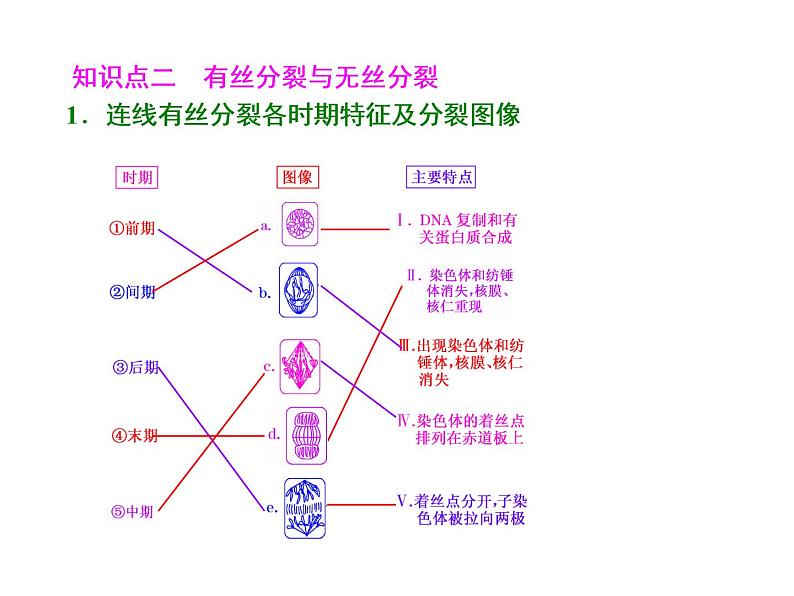 复习课件必修一：细胞的增殖03