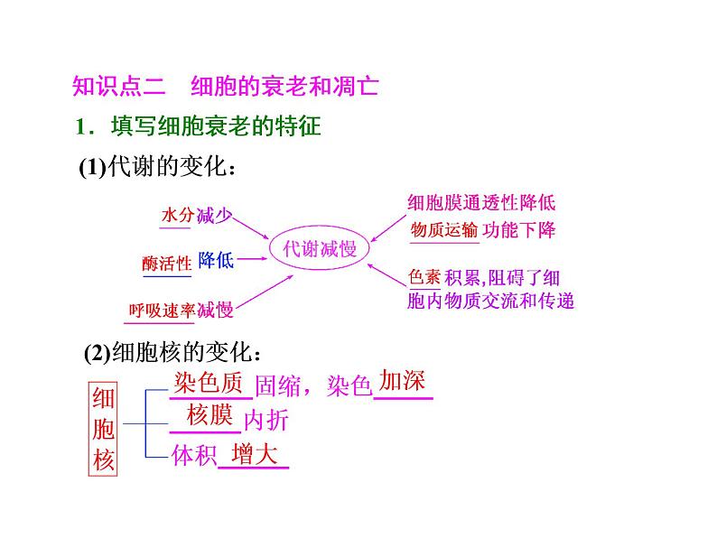 复习课件必修一： 细胞的分化、衰老、凋亡和癌变03