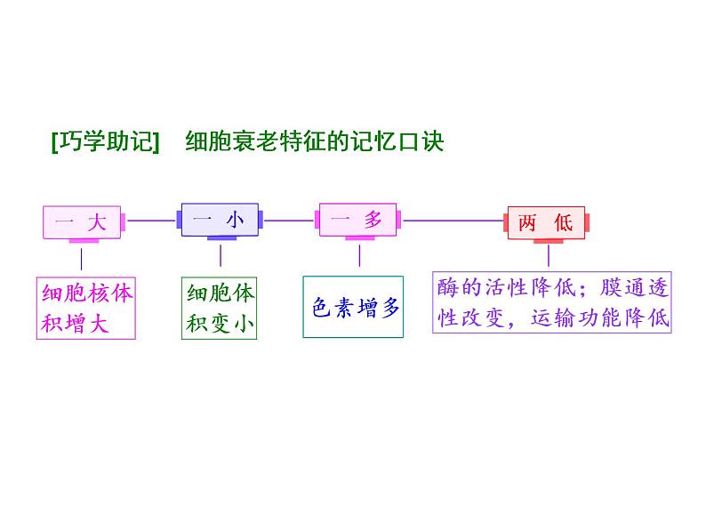 复习课件必修一： 细胞的分化、衰老、凋亡和癌变04