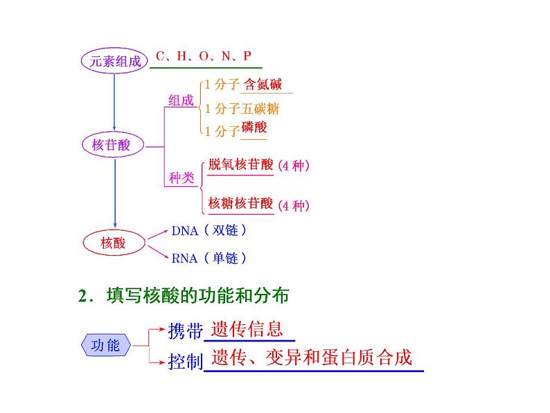 复习课件必修一：  核酸、糖类与脂质02