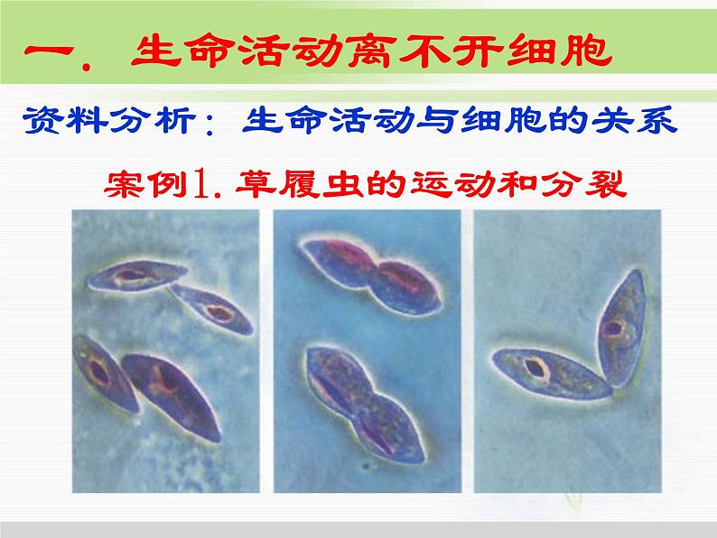 必修1 第1章 第1节从生物圈到细胞 课件08