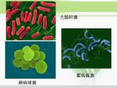 必修1 第1章 第2节细胞的多样性和统一性 课件