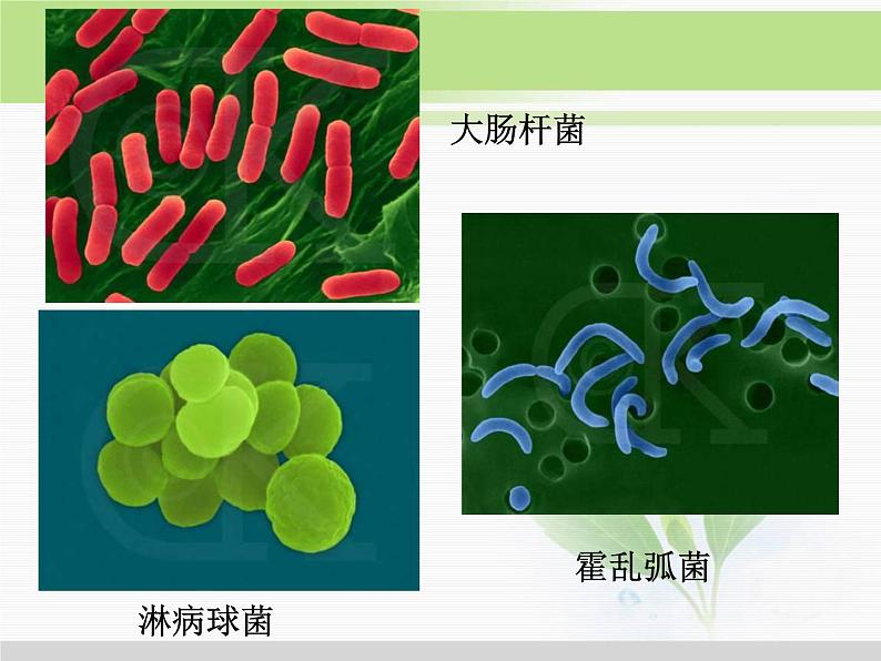 必修1 第1章 第2节细胞的多样性和统一性 课件05