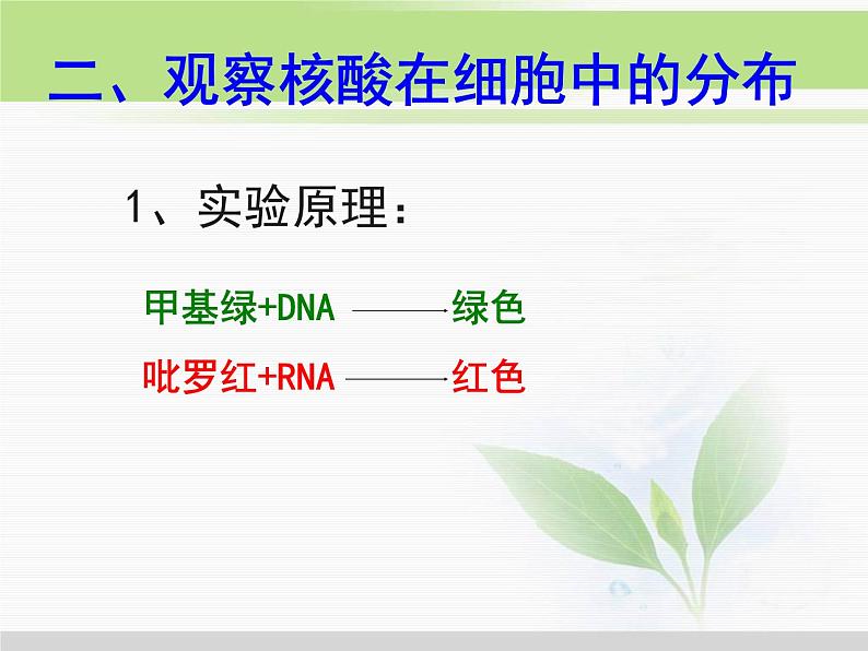 必修1 第2章 第3节遗传信息的携带者——核酸2 课件04