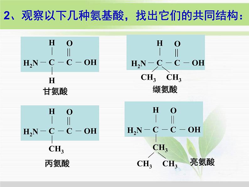 必修1 第2章 第2节生命活动的主要承担者—蛋白质 课件05