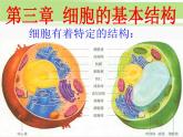 必修1 第3章 第1節(jié)細(xì)胞膜——系統(tǒng)的邊界 課件