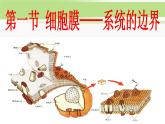必修1 第3章 第1節(jié)細(xì)胞膜——系統(tǒng)的邊界 課件