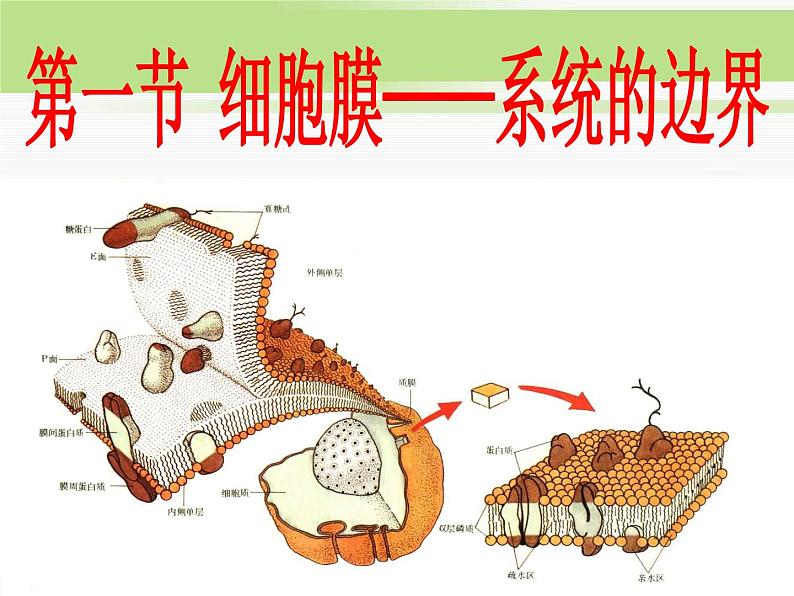 必修1 第3章 第1节细胞膜——系统的边界 课件04