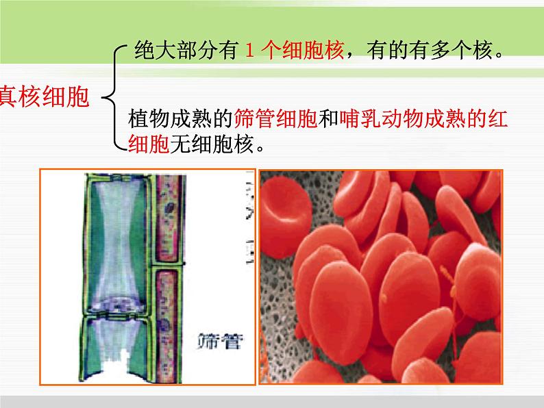 必修1 第3章 第3节细胞核——系统的控制中心 课件03