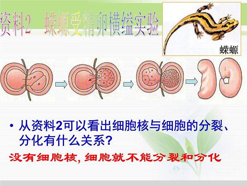 必修1 第3章 第3节细胞核——系统的控制中心 课件07