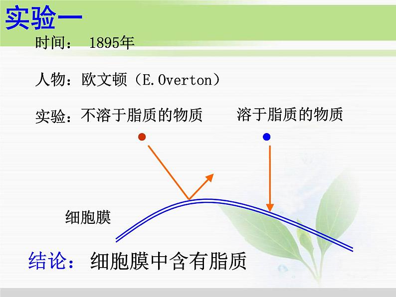 必修1 第4章 第2节生物膜的流动镶嵌模型 课件04