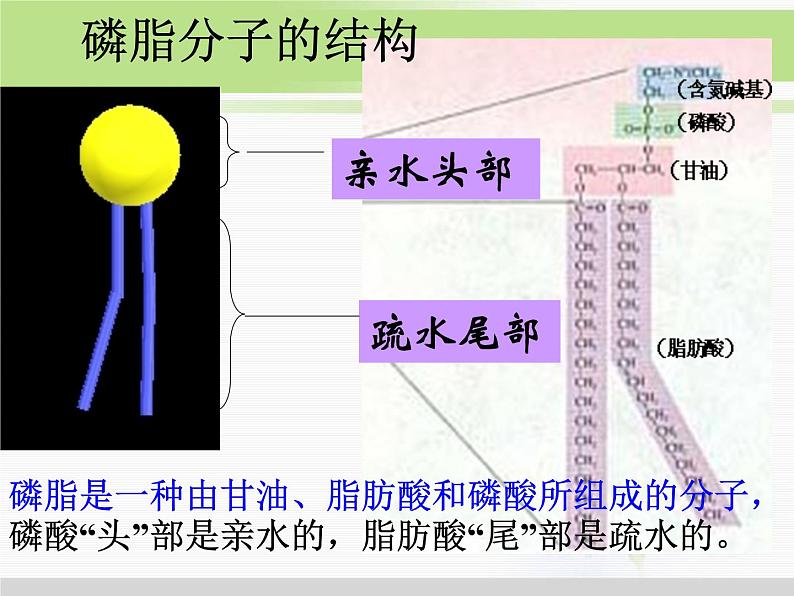 必修1 第4章 第2节生物膜的流动镶嵌模型 课件06