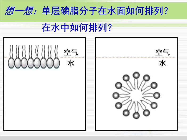 必修1 第4章 第2节生物膜的流动镶嵌模型 课件07