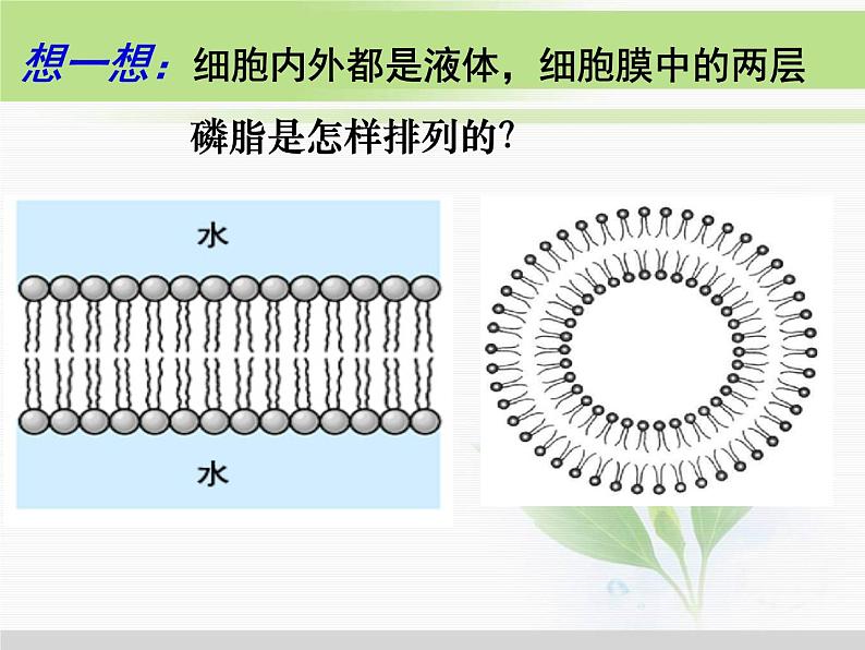 必修1 第4章 第2节生物膜的流动镶嵌模型 课件08