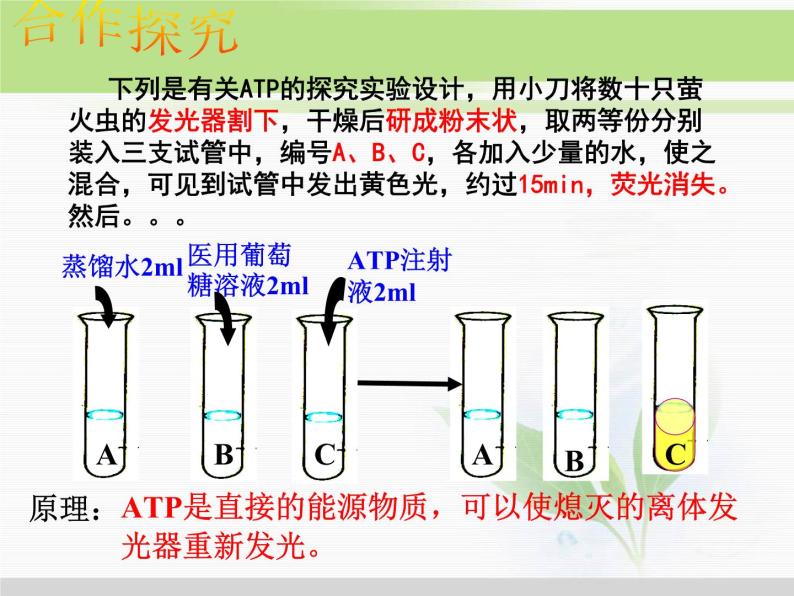 必修1 第5章 第2节细胞的能量“通货”——ATP 课件03
