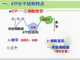 必修1 第5章 第2节细胞的能量“通货”——ATP 课件