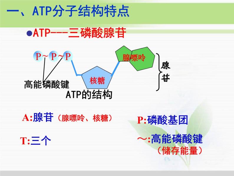 必修1 第5章 第2节细胞的能量“通货”——ATP 课件-教习网|课件下载