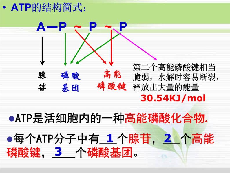 必修1 第5章 第2节细胞的能量“通货”——ATP 课件06