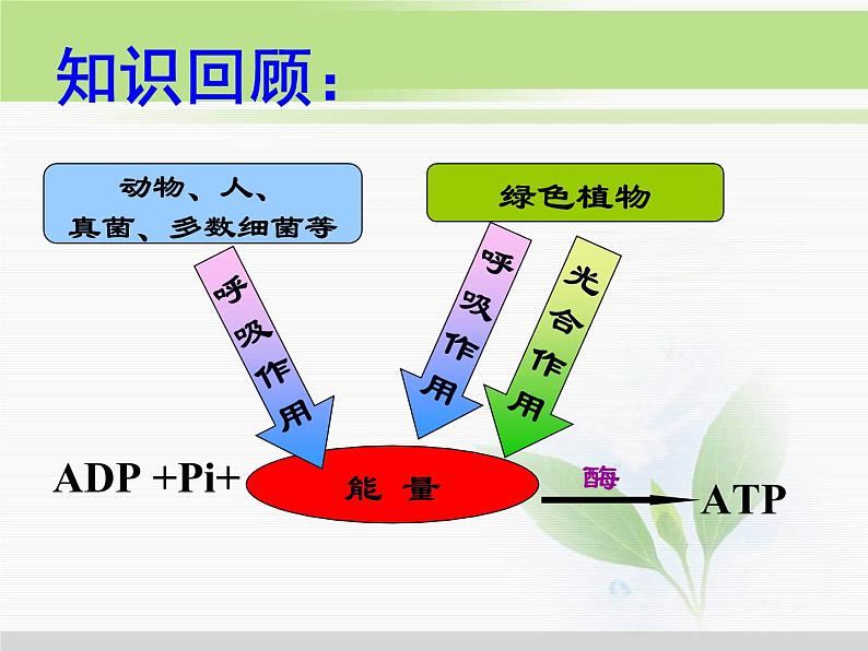 必修1 第5章 第3节ATP的主要来源——细胞呼吸 课件02