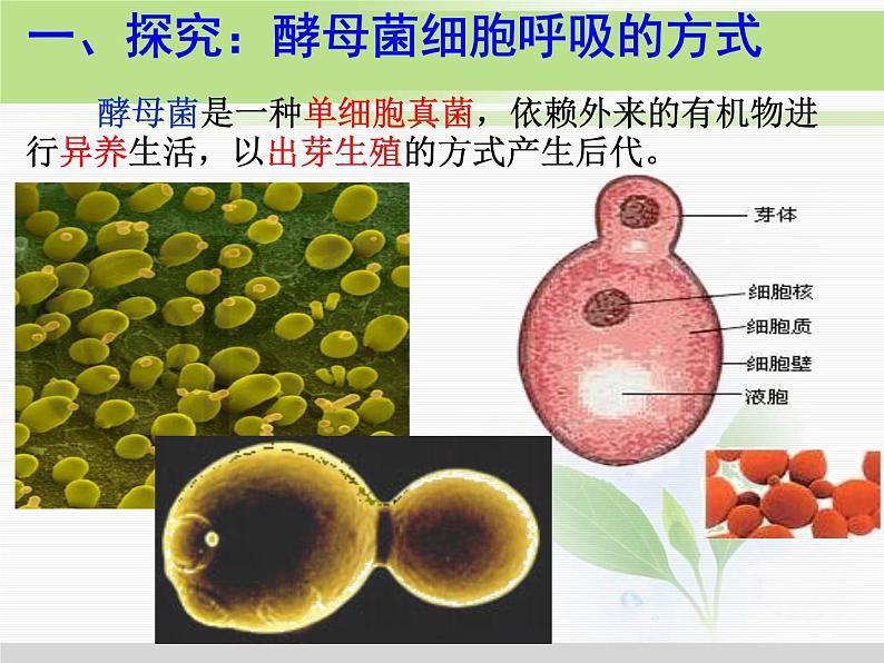 必修1 第5章 第3节ATP的主要来源——细胞呼吸 课件07