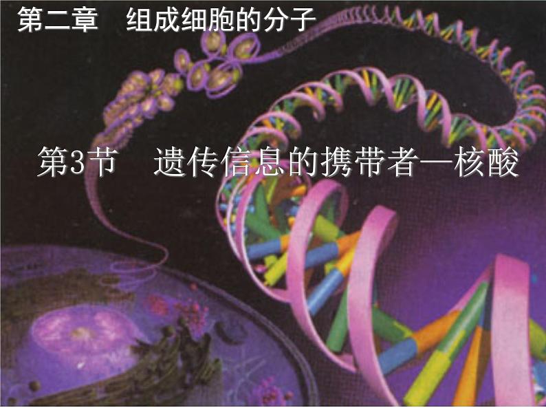 2.3 遗传信息的携带者--核酸 课件01