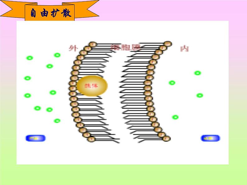 4.3 物质的跨膜运输方式 课件04