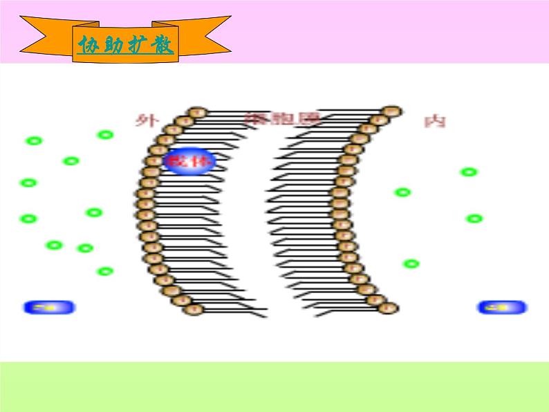 4.3 物质的跨膜运输方式 课件07