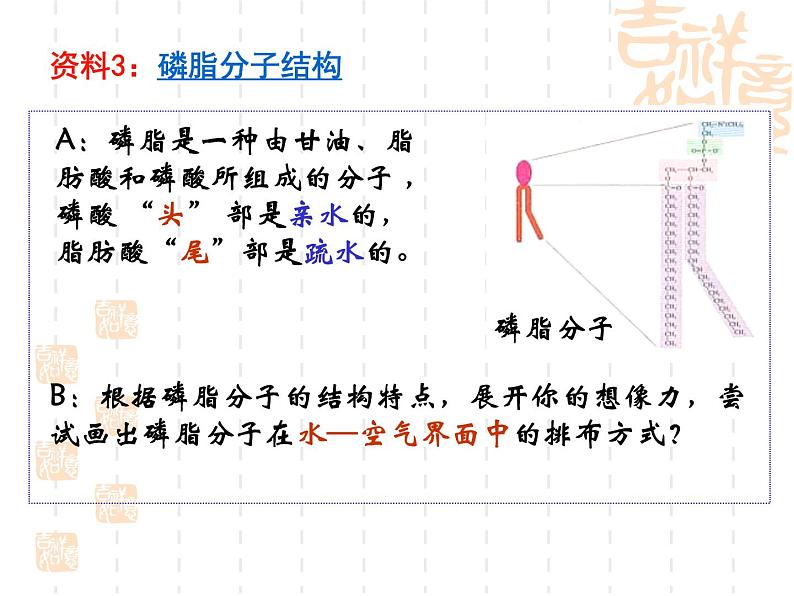 4.2 生物膜的流动镶嵌模型★ 课件07