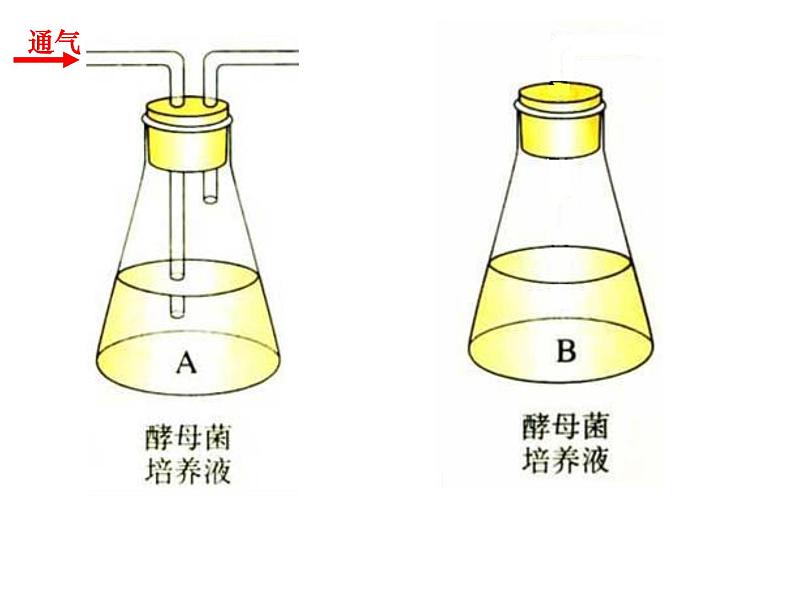 5.3 探究酵母菌细胞呼吸的方式 课件08