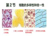 1.2细胞的多样性和统一性- 课件
