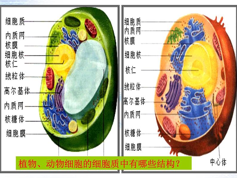 1.2细胞的多样性和统一性- 课件04