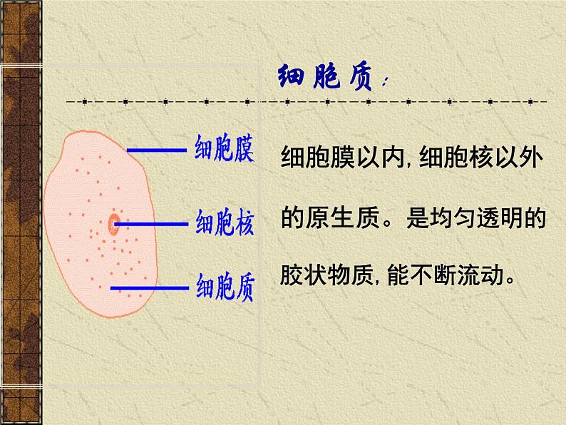 3.2 细胞器——系统内的分工合作 课件02