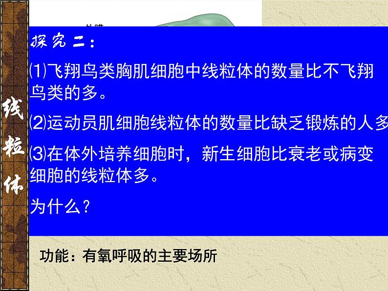 3.2 细胞器——系统内的分工合作 课件06