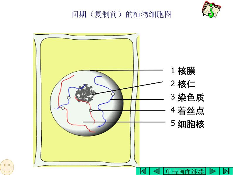 6.1 细胞的增殖 课件04