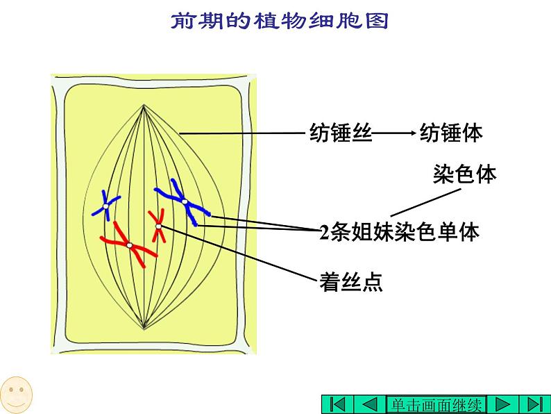 6.1 细胞的增殖 课件05