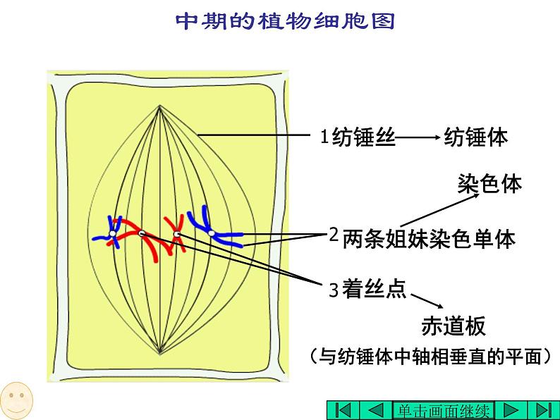 6.1 细胞的增殖 课件06