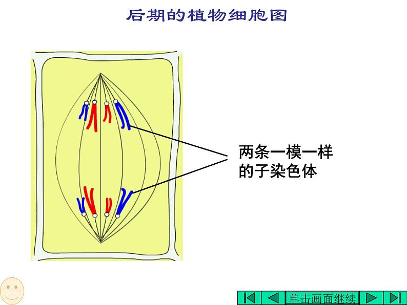 6.1 细胞的增殖 课件07