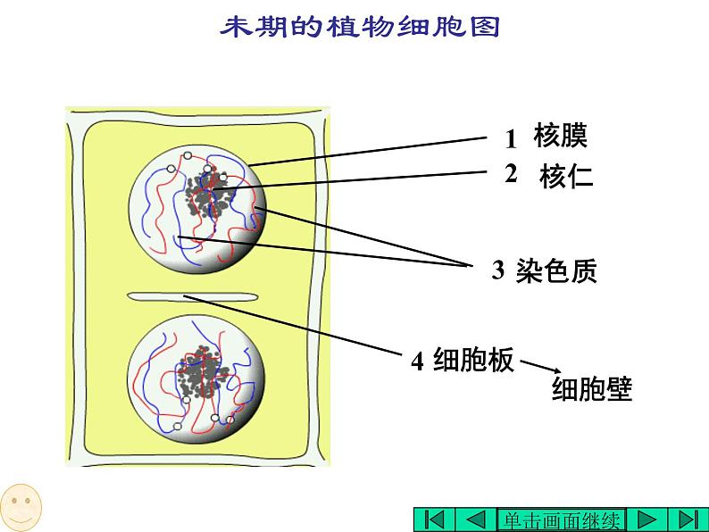 6.1 细胞的增殖 课件08