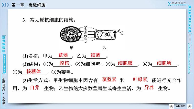 高中生物人教版必修1课件：第1章 第2节细胞的多样性和统一性08