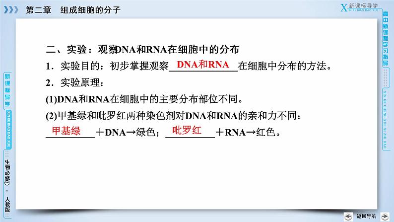 高中生物人教版必修1课件：第2章 第3节遗传信息的携带者——核酸07